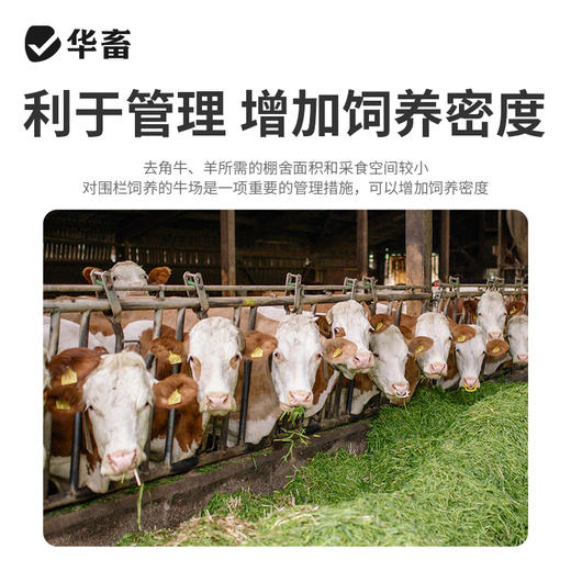 华畜牛羊去角膏 无伤口不出血，可用80头 商品图1