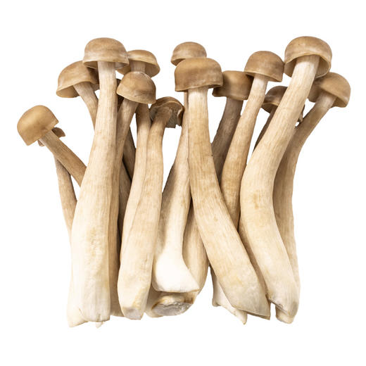 有机鹿茸菇120g新鲜脆菇鲜货菌菇炒菜煲汤脆嫩满额包邮 商品图6