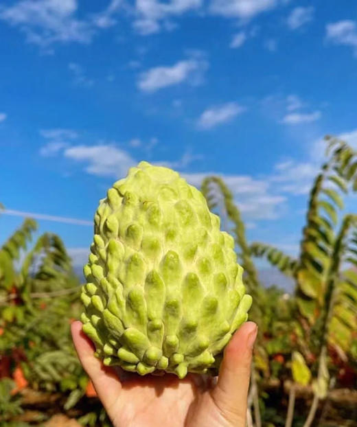 【牛奶凤梨释迦果】这是一款会说情话的水果，温柔又甜蜜 🍥嫩滑细腻的果肉，一口下去如牛奶般丝滑 ✨成熟的释迦果带有一股奶香味，-TTSG 商品图7