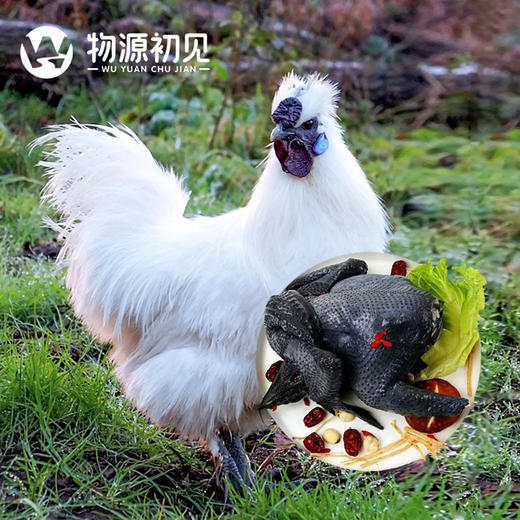 物源初见 乌鸡  农家散养肉质鲜嫩 商品图1