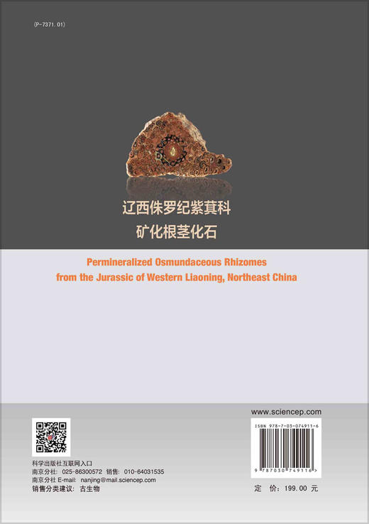 辽西侏罗纪紫萁科矿化根茎化石 商品图1