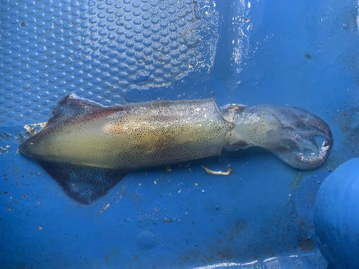 【吉仔海鲜】海鱼海虾系列 商品图4