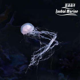 大西洋海刺水母