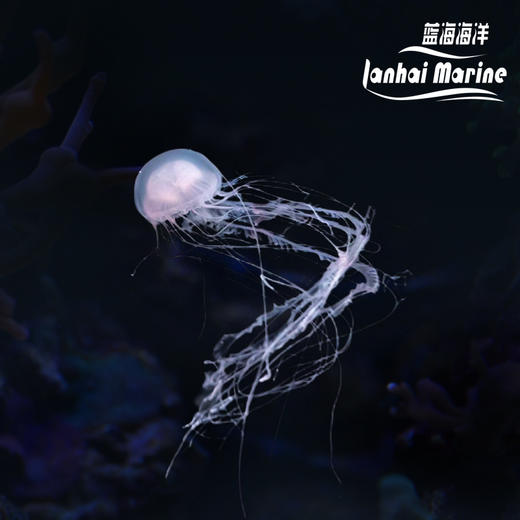 大西洋海刺水母 商品图0