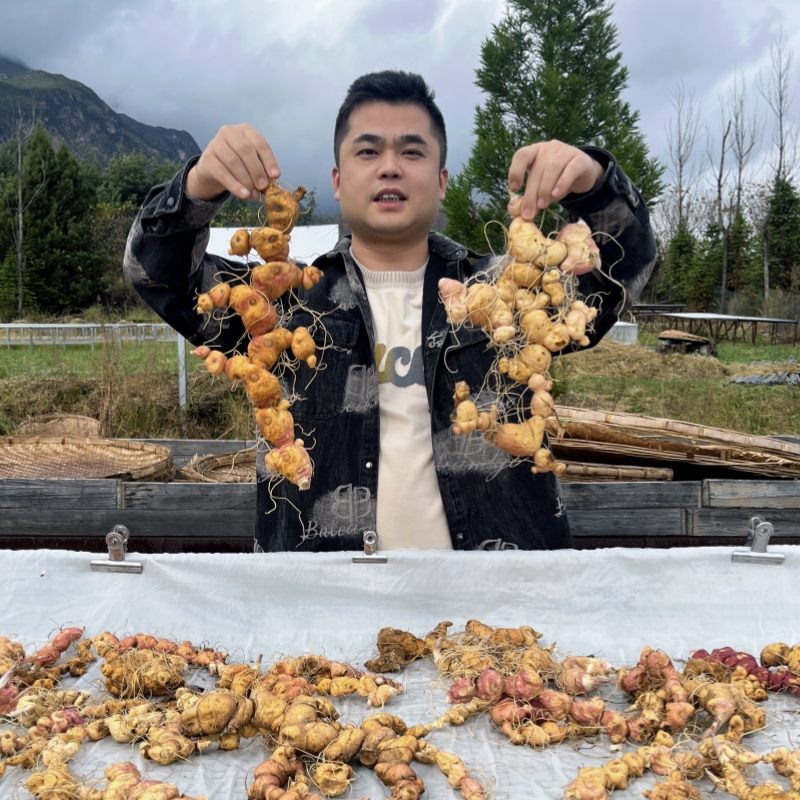 九蒸九晒软糯黄精【丽江玉龙雪山下的5年以上的野生黄精】