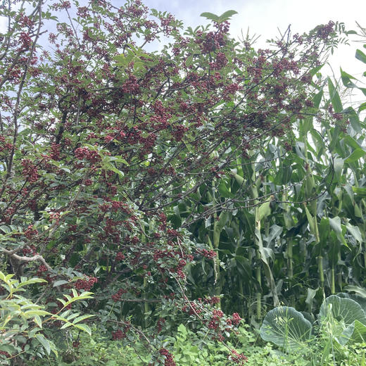 生态正路花椒 90g 商品图7