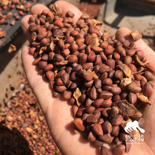 野生偃松仁| 合作生产*Wild pine nuts|  Partner Production 商品图2
