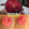 有机烟富苹果 脆甜多汁 口感丰富 有机认证 零农残更安心 商品缩略图7
