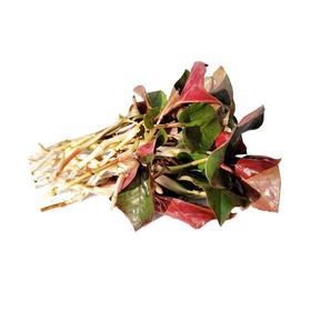 鱼腥草叶 约250g/份