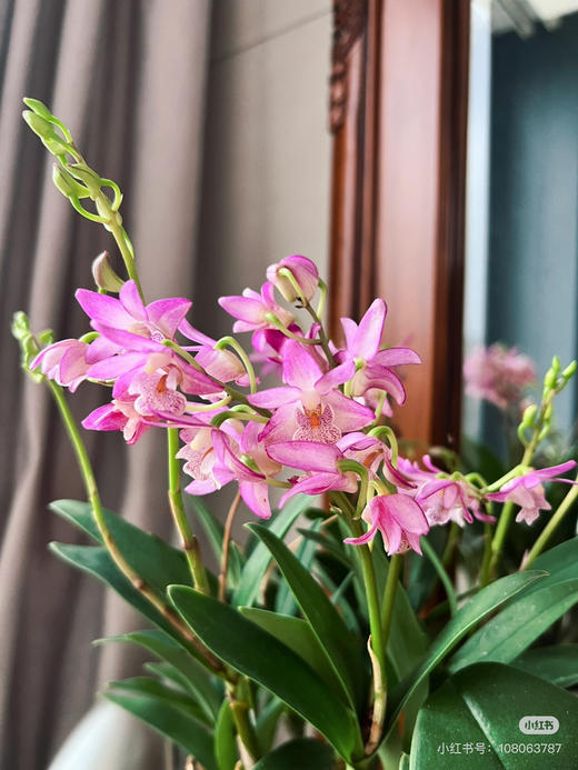 【绿植现货】特价：95杯香水粉石斛15（现货，下单即可到店自提） 商品图2