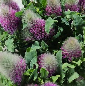 配花 | 狐尾兰粉