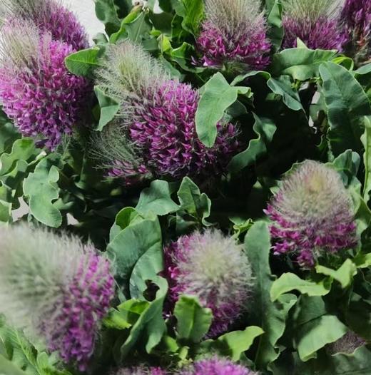 配花 | 狐尾兰粉 商品图0