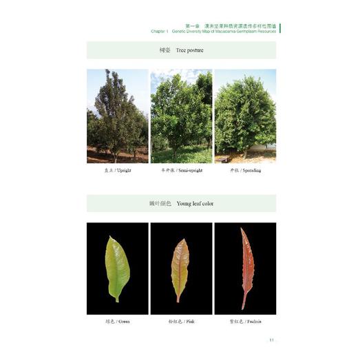 澳洲坚果种质资源图谱（上册） 商品图4