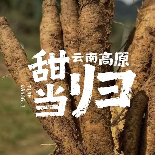 【云南高原甜当归】云南新鲜甜生甜西当归高原现挖煲汤火锅药食材蔬菜 商品图0