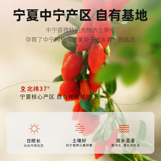 杞里香红枸杞子中宁头茬特优级枸杞新货宁夏免洗枸杞茶构苟杞茶泡水 250g*2瓶白色圆罐中宁枸杞280粒 商品图6