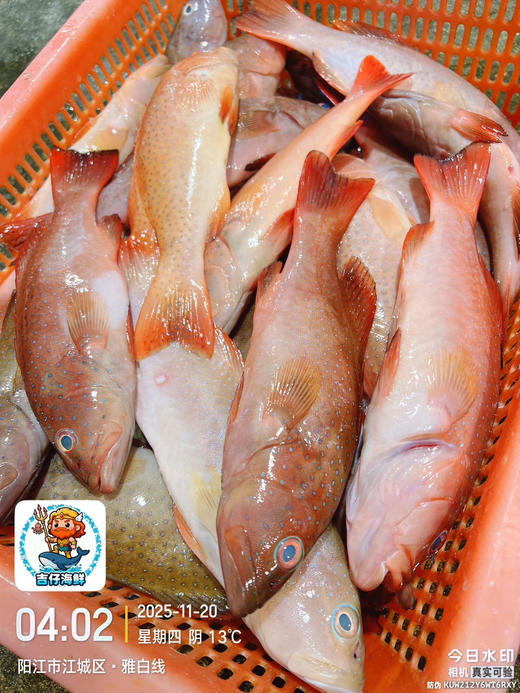 【吉仔海鲜】海鱼海虾系列 商品图8