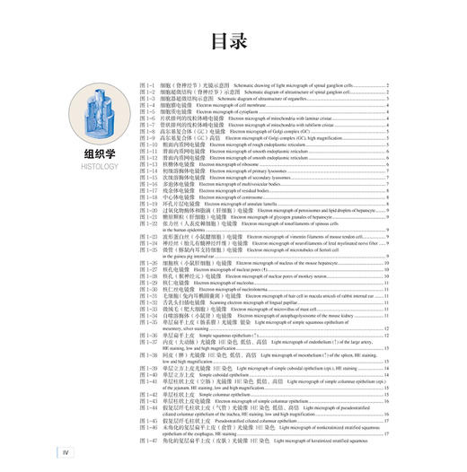 实用组织学与胚胎学图谱 徐国成 翟效月 主编 中英文对照结合彩图准确标注 既体现了学术严谨性又直观易懂 基础医学人民卫生出版社 商品图3