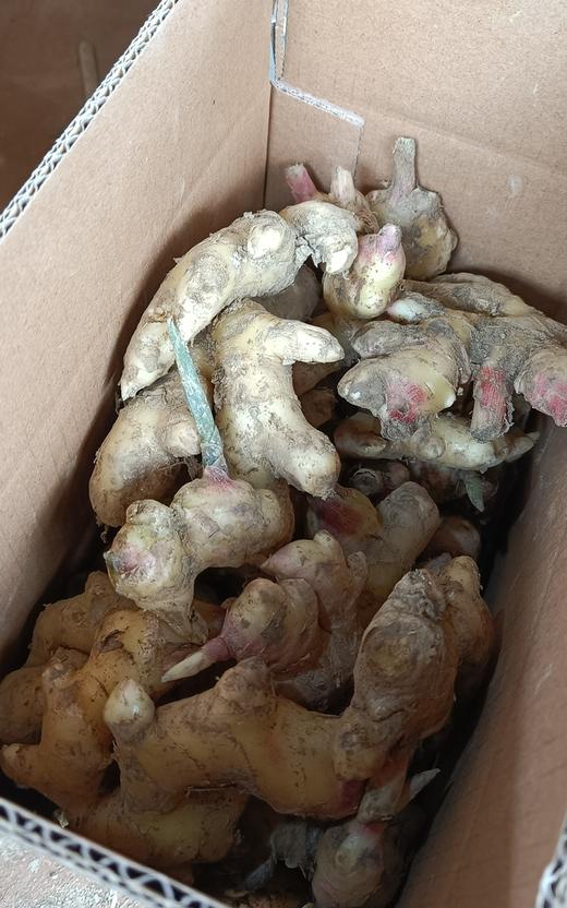 【排单发货】有机黄姜| 有机种植，8-10月偏嫩基本无丝，11月后偏老有丝，味辛辣浓郁、肉细嫩香、纤维较细、姜辣素含量高⭐️京东快递 商品图5