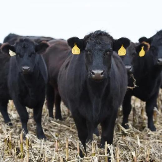 遇上牛原切进口谷饲菲力牛排｜澳洲产，原装进口！高级西餐厅级别享受 商品图4