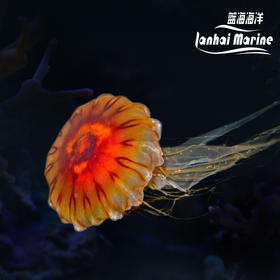 黑星海刺水母