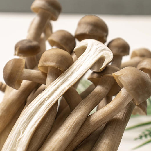 有机鹿茸菇120g新鲜脆菇鲜货菌菇炒菜煲汤脆嫩满额包邮 商品图4