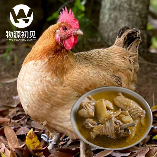 【200积分+69元】物源初见 黄油老母鸡2只装 2.2-2.5斤/只 林间散养肉质劲道 商品图2