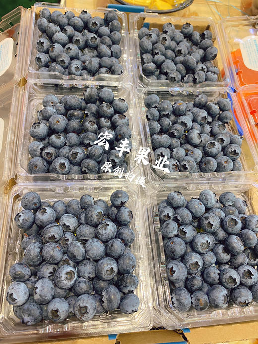 【宏丰精选】怡颗莓蓝莓，口感脆甜，花香味浓郁 活动价16.8元一盒 商品图9