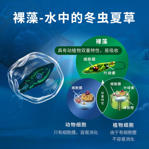 优绿力裸藻饮抹茶风味天然健康饮品 30袋/盒 商品图2