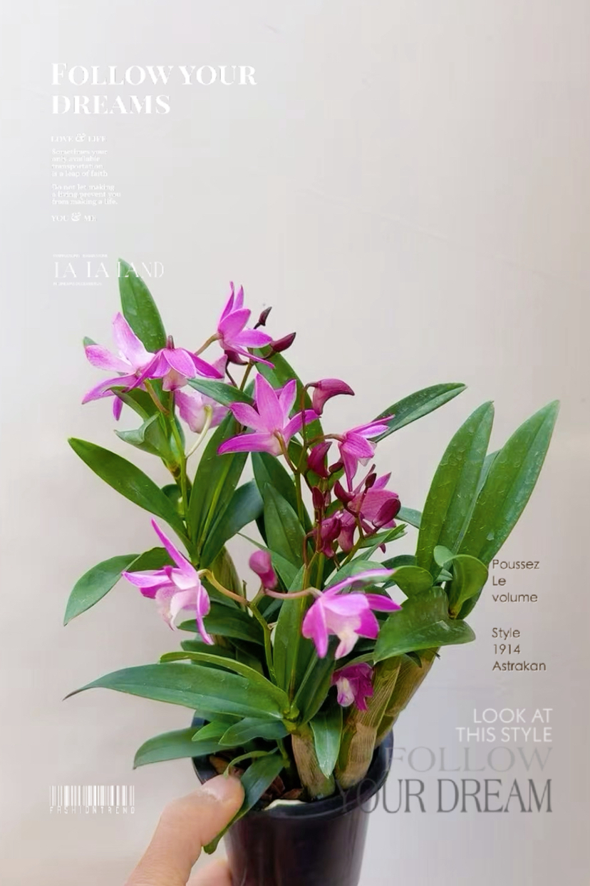 【绿植现货】特价：95杯香水粉石斛15（现货，下单即可到店自提）