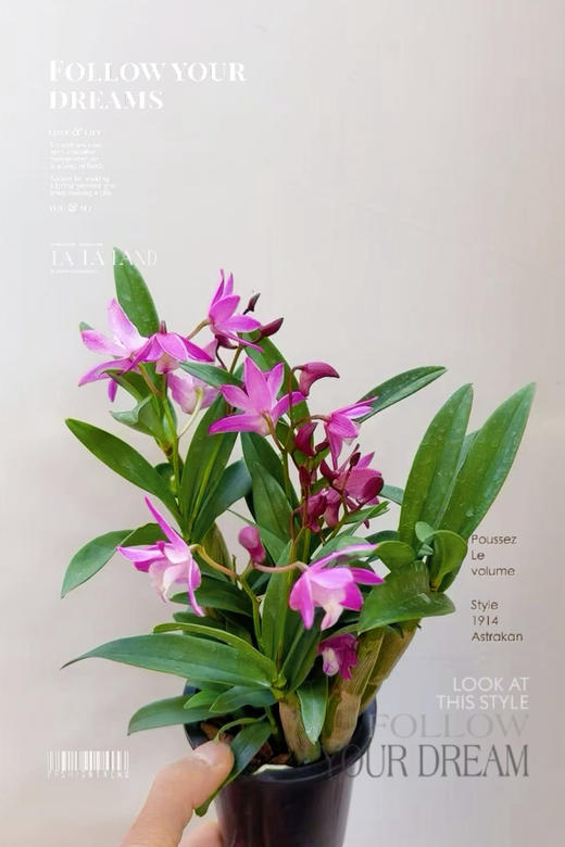 【绿植现货】特价：95杯香水粉石斛15（现货，下单即可到店自提） 商品图0