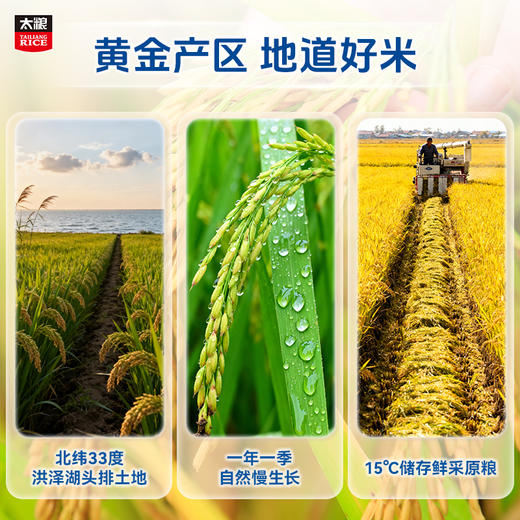太粮米博士低GI大米 软滑型 商品图5