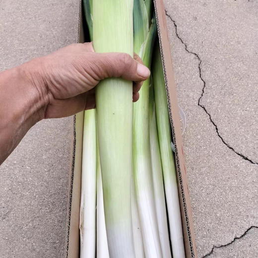 章丘大葱/韭菜、鲍芹丨大葱微辣清甜，脆嫩，葱白很大，有断裂，不影响食用。头茬韭菜，鲜香味浓，以虫治虫不用药。章丘鲍芹，可生食，清香浓郁脆嫩。 商品图2