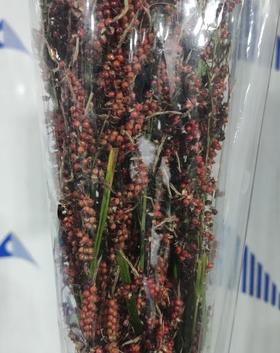 配花 | 野生高梁