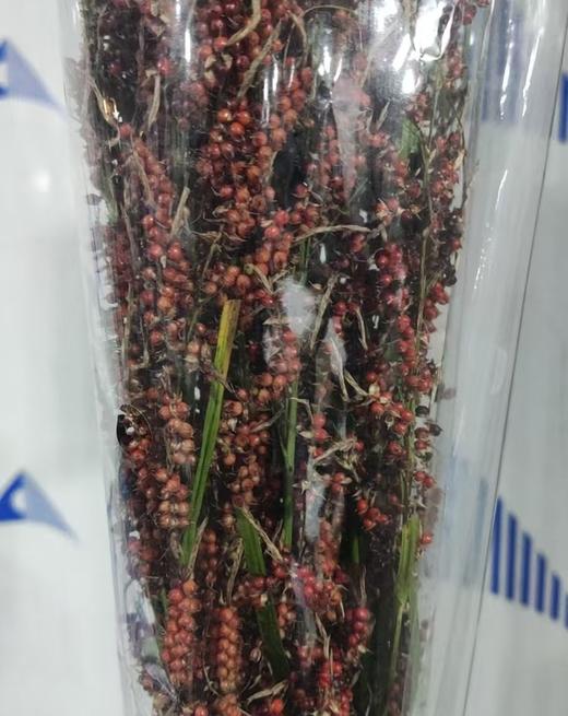 配花 | 野生高梁 商品图0