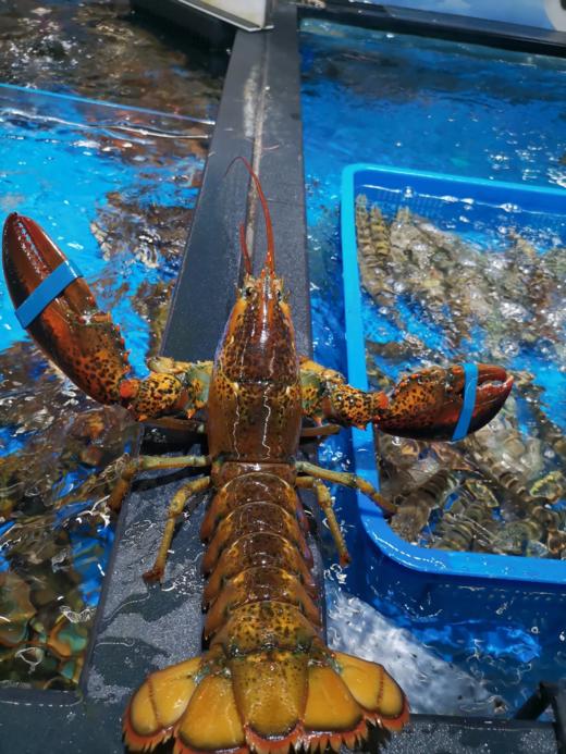 & 肥美大波龙🦞肥度满满，超靓！！蒜蓉清蒸好吃😋【活冻】 商品图2