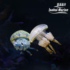 巴布亚水母