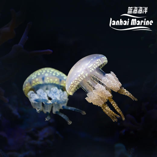 巴布亚水母 商品图0