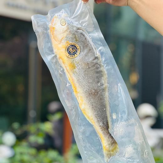 【国信1号养殖航母】大国重器国信一号深海野游三去大黄鱼，野生的品质，养殖的价格，超高性价比，低温洁净水域，高盐慢生长，大黄鱼中的健身达人，成就不一样的品质~ 商品图6