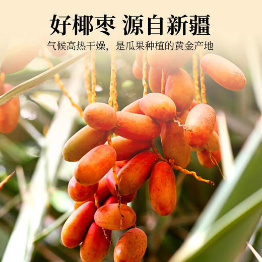 杞里香新疆大椰枣250g 精选黑椰枣新疆特产大枣蜜枣子果干即食干货零食 商品图5