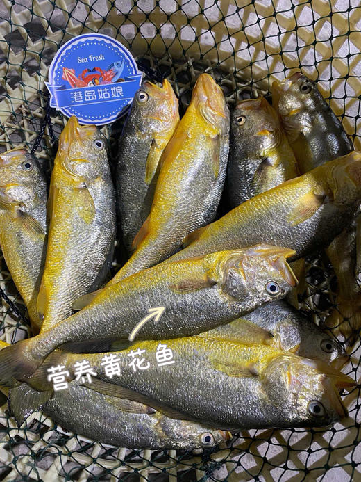 xm超低价！！超低价！！现货鲜发，刚出水的深海中大黄花鱼 · 金黄细鳞，肉质鲜嫩，一口鲜香满溢！清蒸即鲜甜，香煎更酥香！全程顺丰活冻锁鲜冷链送货到家 商品图1