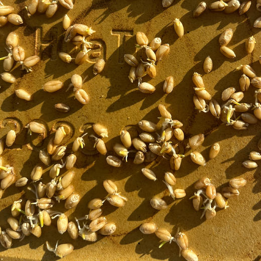 陶瓷种植板丨可移动的纯净种植土，适宜种植各种芽苗类蔬菜，经久耐用，持续供给营养长达10年⭐️顺丰快递 商品图6