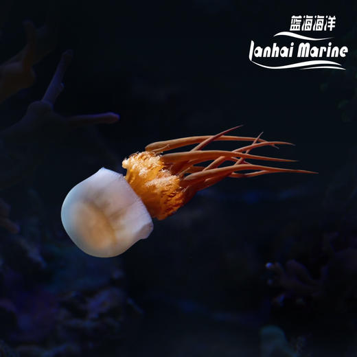 赤月水母 商品图0