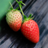 有机草莓  2.3斤/3斤【下单后10天内发货】 商品缩略图3