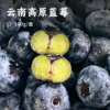 云南高原蓝莓 | 超大果实 果香浓郁 颗颗爆浆 富含大量花青素 颗颗精品 吸塑盒包装搭配顺丰空运运输 商品缩略图0