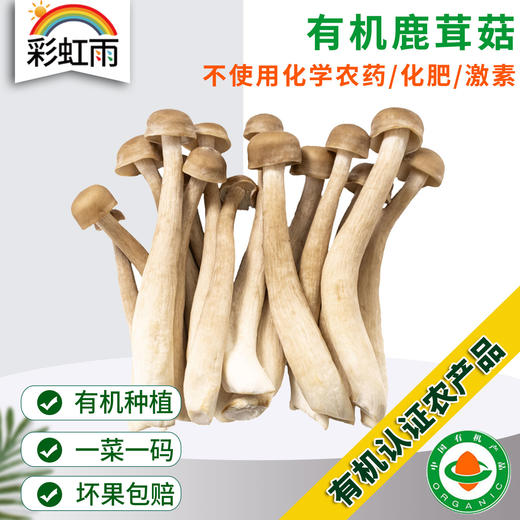 有机鹿茸菇120g新鲜脆菇鲜货菌菇炒菜煲汤脆嫩满额包邮 商品图0