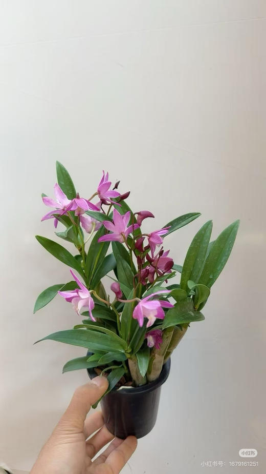 【绿植现货】特价：95杯香水粉石斛15（现货，下单即可到店自提） 商品图3