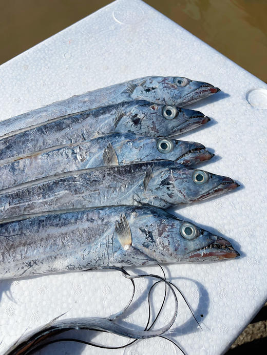 优选丨（舟选®）舟山鲜冻雷达网盘带鱼  精品带鱼肉质鲜嫩 商品图4