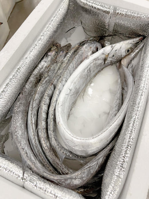 优选丨（舟选®）舟山鲜冻雷达网盘带鱼  精品带鱼肉质鲜嫩 商品图6