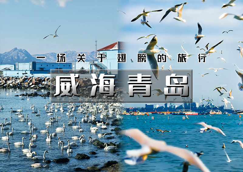 元旦3天｜威海青岛｜网红威海一半浪漫一半山海-与天鹅共舞の浪漫青岛-栈桥海鸥飞翔