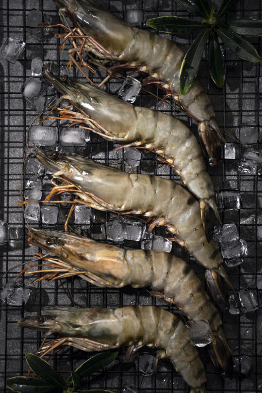 【海朴】进口黑虎虾  活冻海捕黑虎虾1.5KG 商品图2